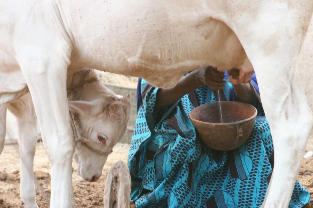 Alerte Une Nouvelle Menace Plane Sur Le Lait Africain