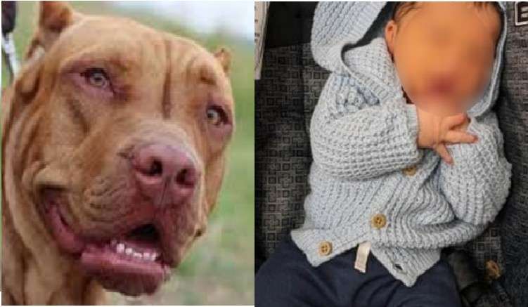 Le Pitbull De La Maman Devore Le Bebe De 26 Jours